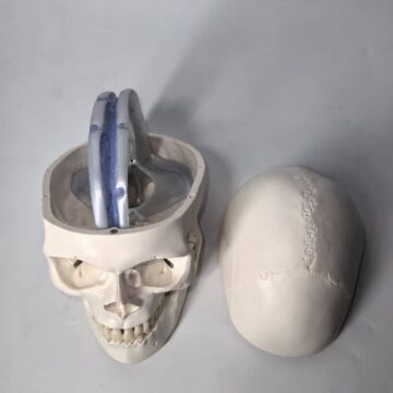 Human Skull with Dura Mater Model, Life Size, 4 Parts