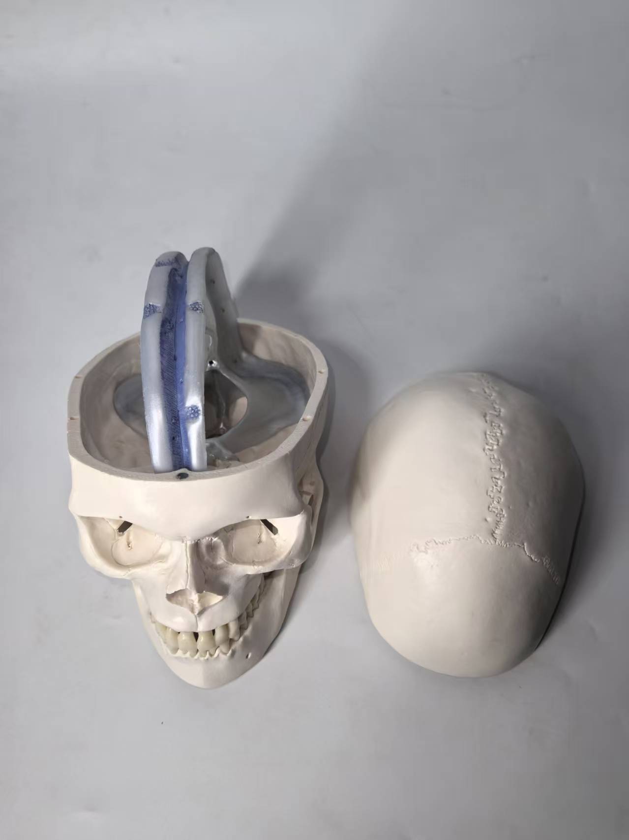 DS-60504 - Human Skull with Dura Mater Model, Life Size, 4 Parts Human Skull with Dura Mater Model, Life Size, 4 Parts