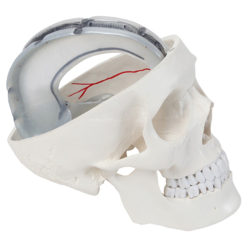 DS-60504 - Human Skull with Dura Mater Model, Life Size, 4 Parts Human Skull with Dura Mater Model, Life Size, 4 Parts