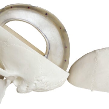 Human Skull with Dura Mater Model, Life Size, 4 Parts