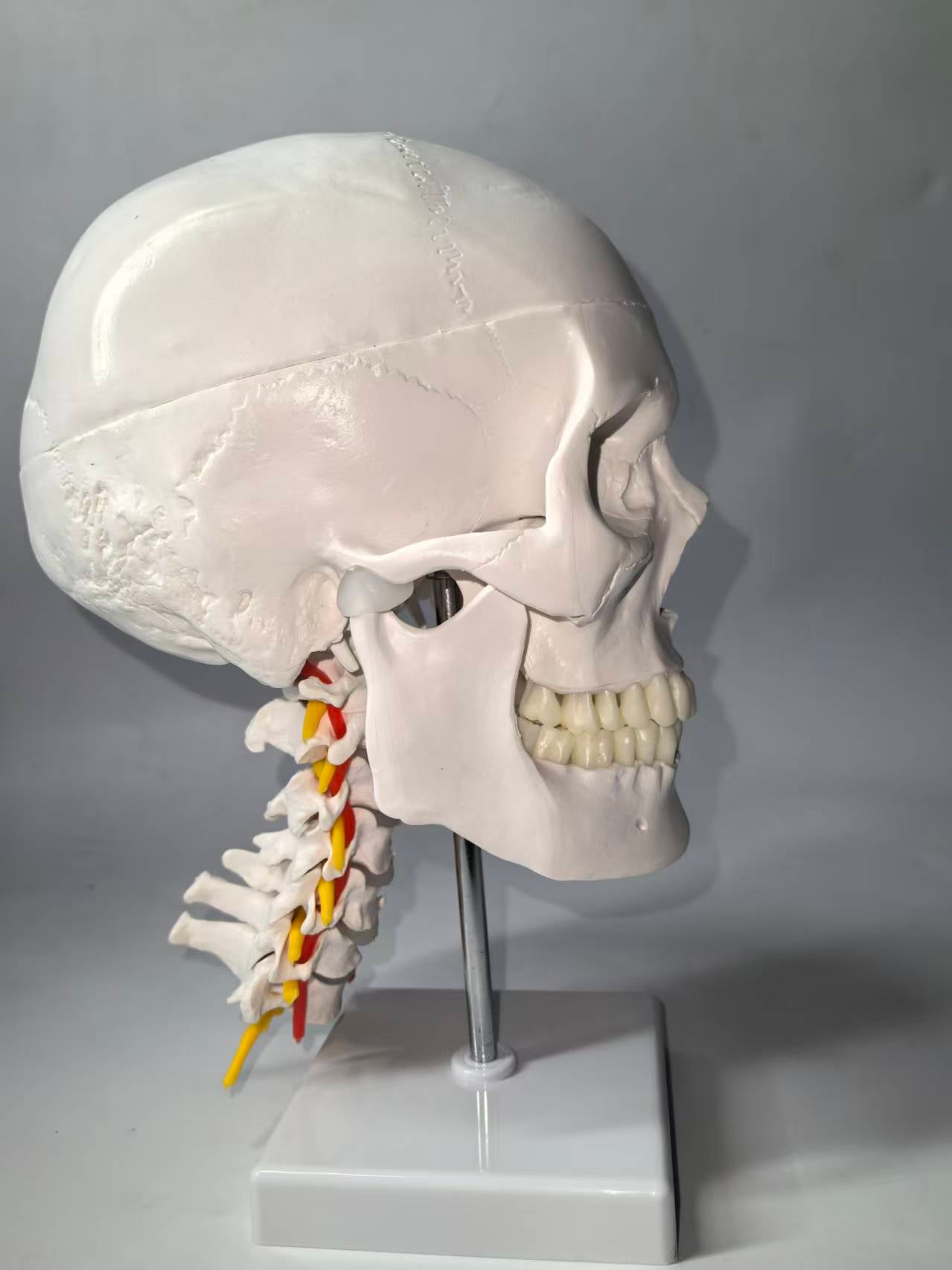 DS-60505 - Human Skull on Cervical Spine, Life Size, 3 Parts Human Skull on Cervical Spine, Life Size, 3 Parts