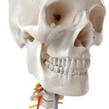 Human Skull on Cervical Spine, Life Size, 3 Parts