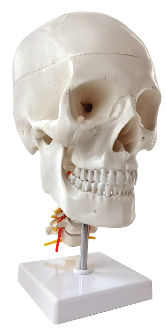 DS-60505 - Human Skull on Cervical Spine, Life Size, 3 Parts Human Skull on Cervical Spine, Life Size, 3 Parts