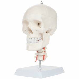 Human Skull on Cervical Spine, Life Size, 3 Parts