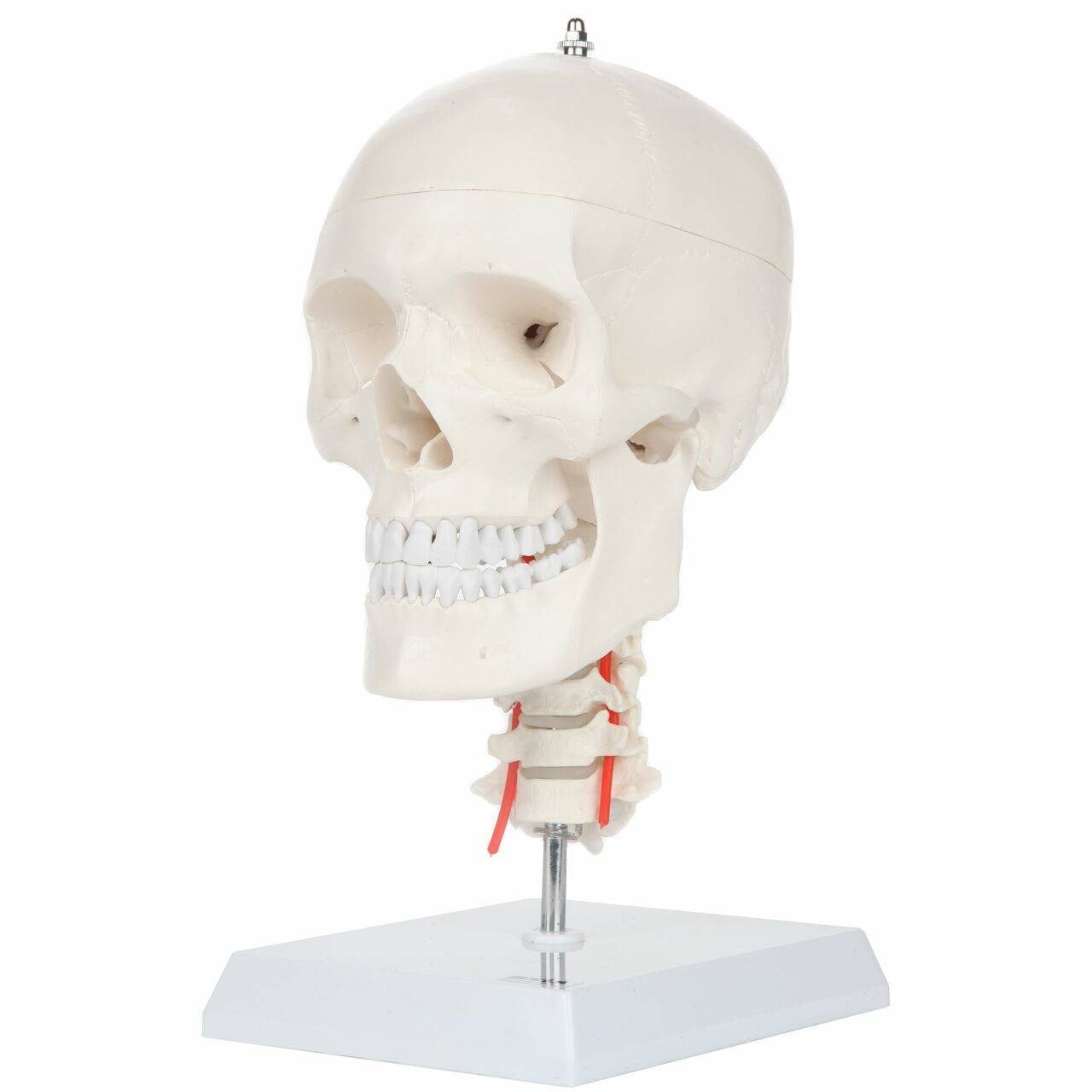 DS-60505 - Human Skull on Cervical Spine, Life Size, 3 Parts Human Skull on Cervical Spine, Life Size, 3 Parts