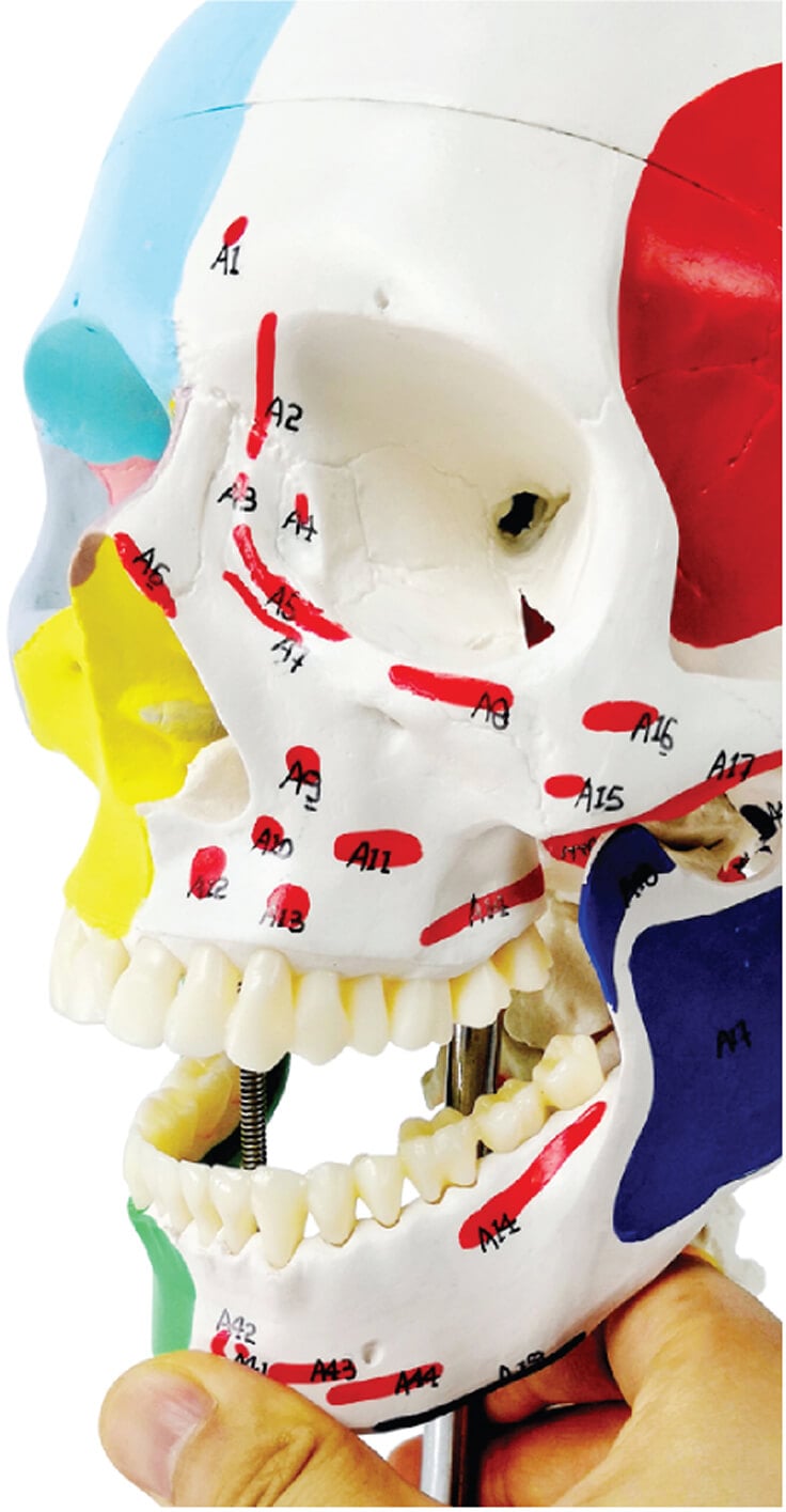 DS-60506 - Half Painted Skull with Muscle Markings, on Cervical Spine, 3 Parts Half Painted Skull with Muscle Markings, on Cervical Spine, 3 Parts