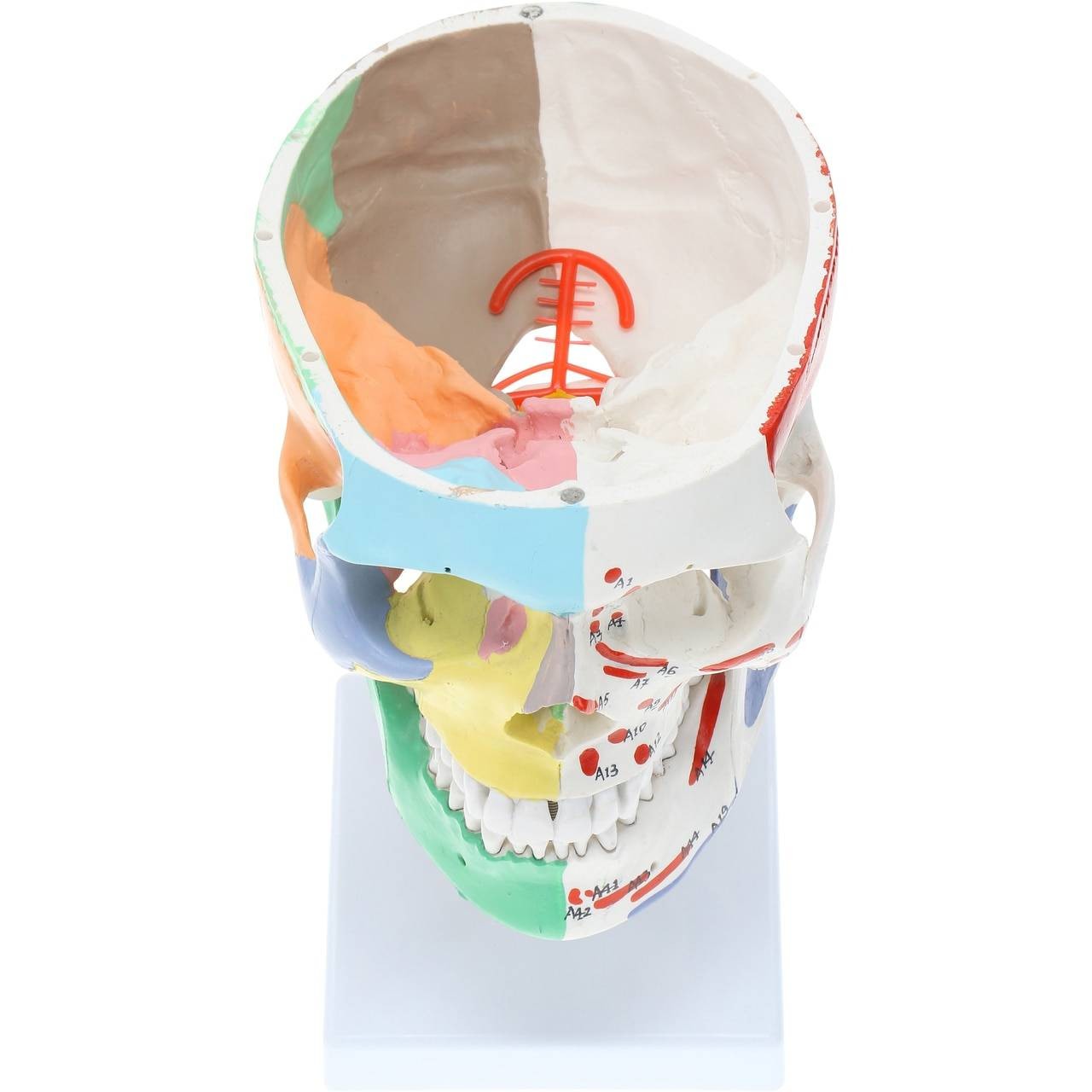 DS-60506 - Half Painted Skull with Muscle Markings, on Cervical Spine, 3 Parts Half Painted Skull with Muscle Markings, on Cervical Spine, 3 Parts