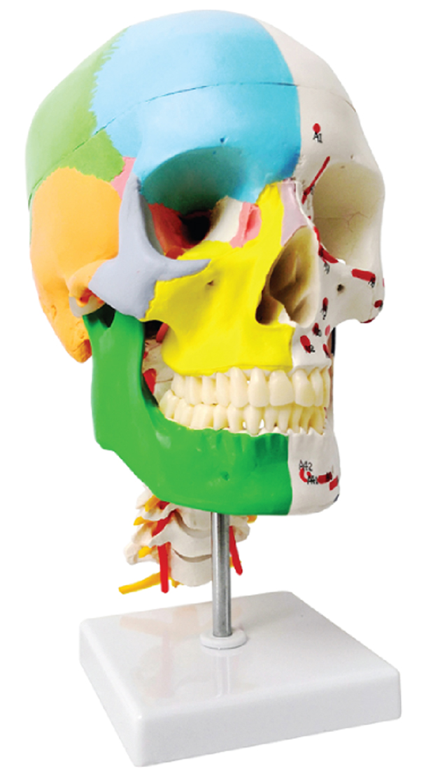 DS-60506 - Half Painted Skull with Muscle Markings, on Cervical Spine, 3 Parts Half Painted Skull with Muscle Markings, on Cervical Spine, 3 Parts