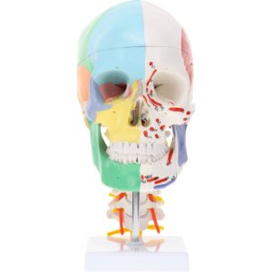 Half Painted Skull with Muscle Markings, on Cervical Spine, 3 Parts