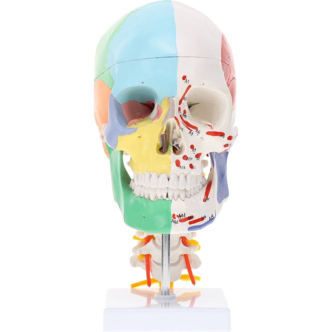 DS-60506 - Half Painted Skull with Muscle Markings, on Cervical Spine, 3 Parts Half Painted Skull with Muscle Markings, on Cervical Spine, 3 Parts