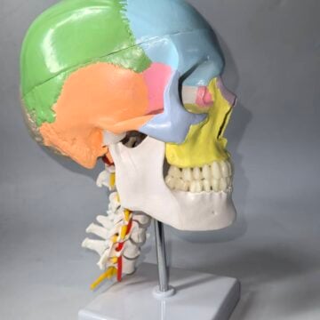 Didactic Painted Human Skull Model on Cervical Spine, Life Size, 3 Parts