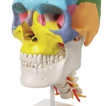 Didactic Painted Human Skull Model on Cervical Spine, Life Size, 3 Parts