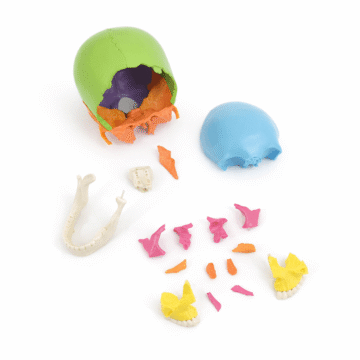 Life-Size Colored Skull Model, 22 Parts