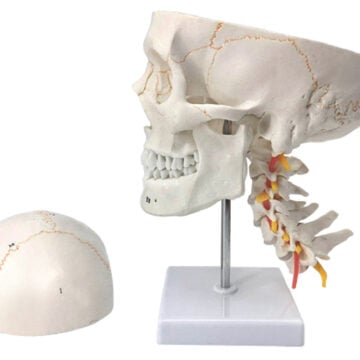 Life-Size Numbered Skull with Painted Sutures, on Cervical Spine, 3 Parts