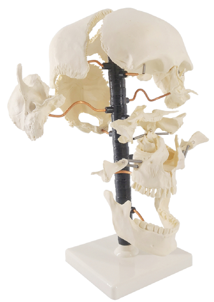 DS-60511 - Life-Size Beauchene Skull Model, 22 Parts Life-Size Beauchene Skull Model, 22 Parts