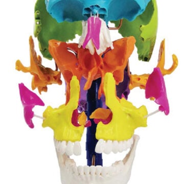 Life-Size Colored Beauchene Skull Model, 22 Parts