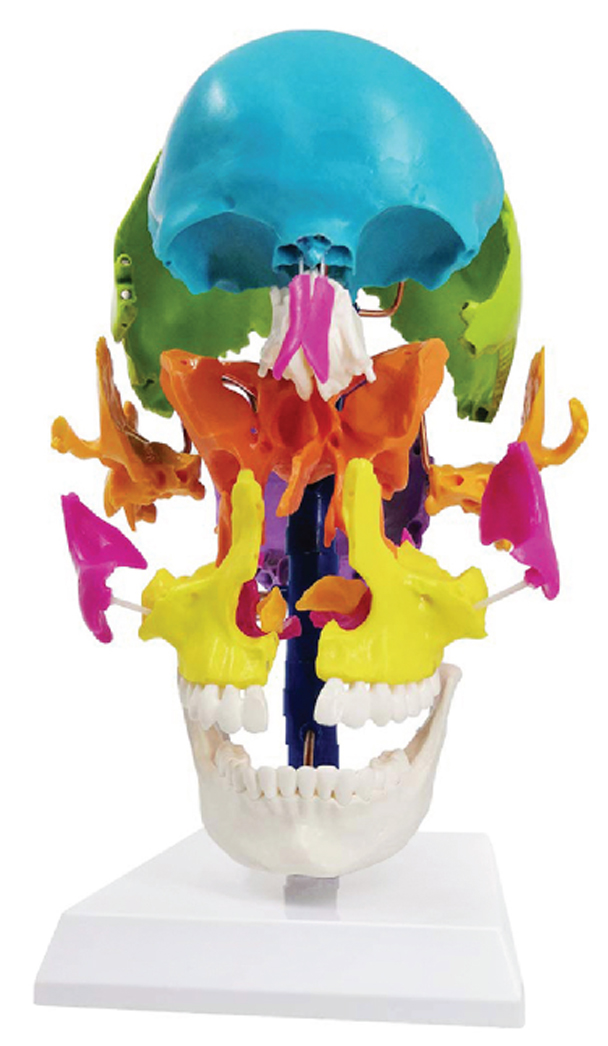 DS-60512 - Life-Size Colored Beauchene Skull Model, 22 Parts Life-Size Colored Beauchene Skull Model, 22 Parts