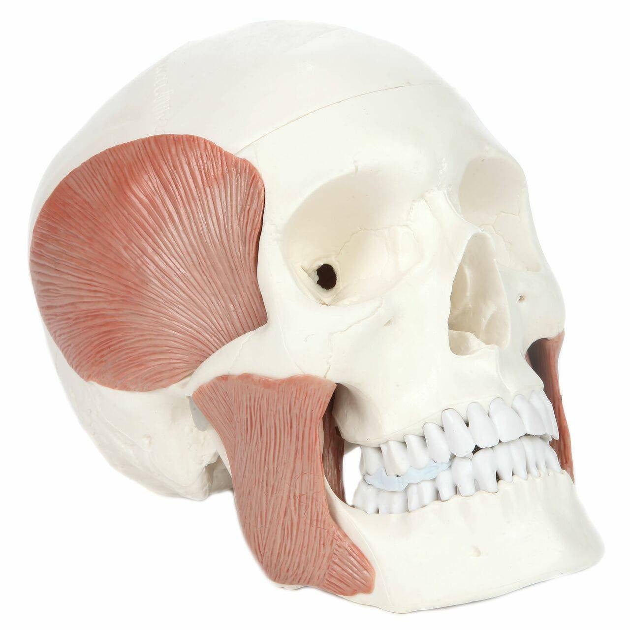 DS-60513 - Skull with Masticatory Muscles, Magnetic Mount, 11 Parts Skull with Masticatory Muscles, Magnetic Mount, 11 Parts
