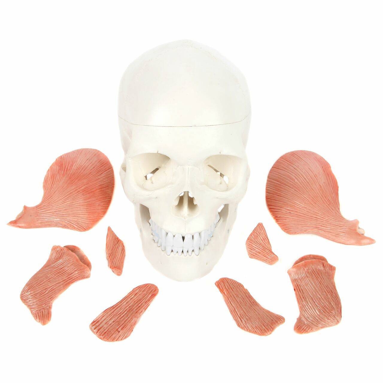DS-60513 - Skull with Masticatory Muscles, Magnetic Mount, 11 Parts Skull with Masticatory Muscles, Magnetic Mount, 11 Parts