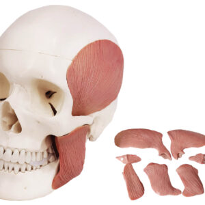 Skull with Masticatory Muscles, Magnetic Mount, 11 Parts