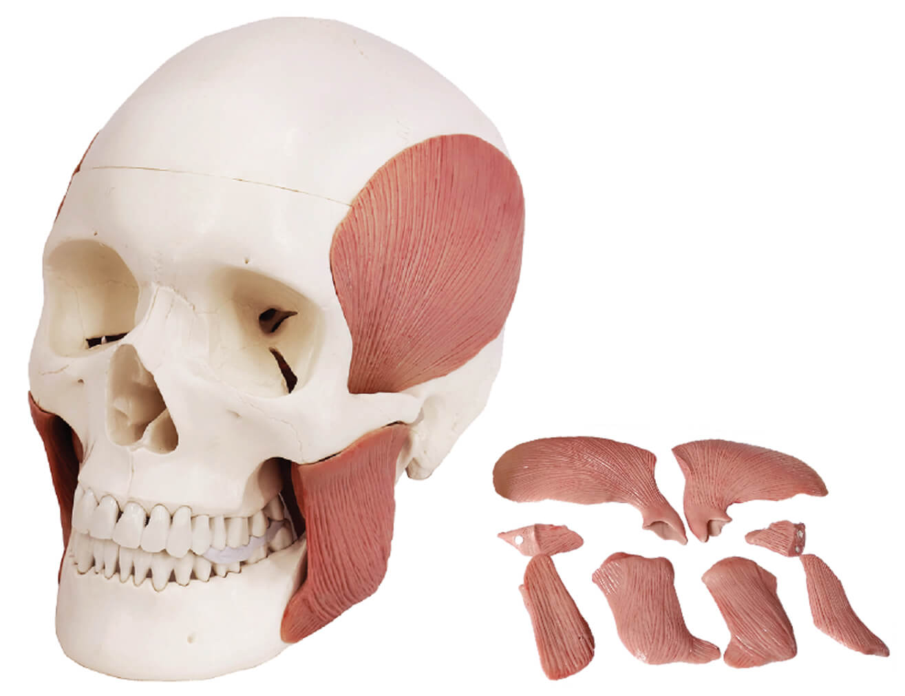DS-60513 - Skull with Masticatory Muscles, Magnetic Mount, 11 Parts Skull with Masticatory Muscles, Magnetic Mount, 11 Parts