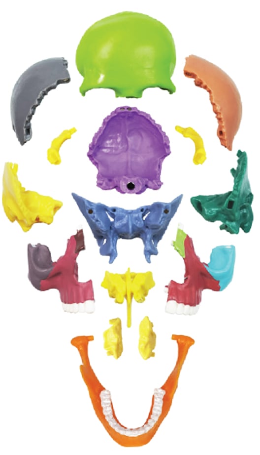 DS-60514 - Color-Coded Skull, Half Size, 15 Parts Color-Coded Skull, Half Size, 15 Parts