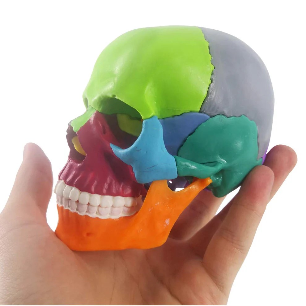 DS-60514 - Color-Coded Skull, Half Size, 15 Parts Color-Coded Skull, Half Size, 15 Parts