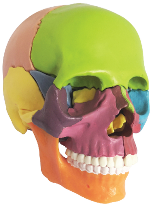 DS-60514 - Color-Coded Skull, Half Size, 15 Parts Color-Coded Skull, Half Size, 15 Parts