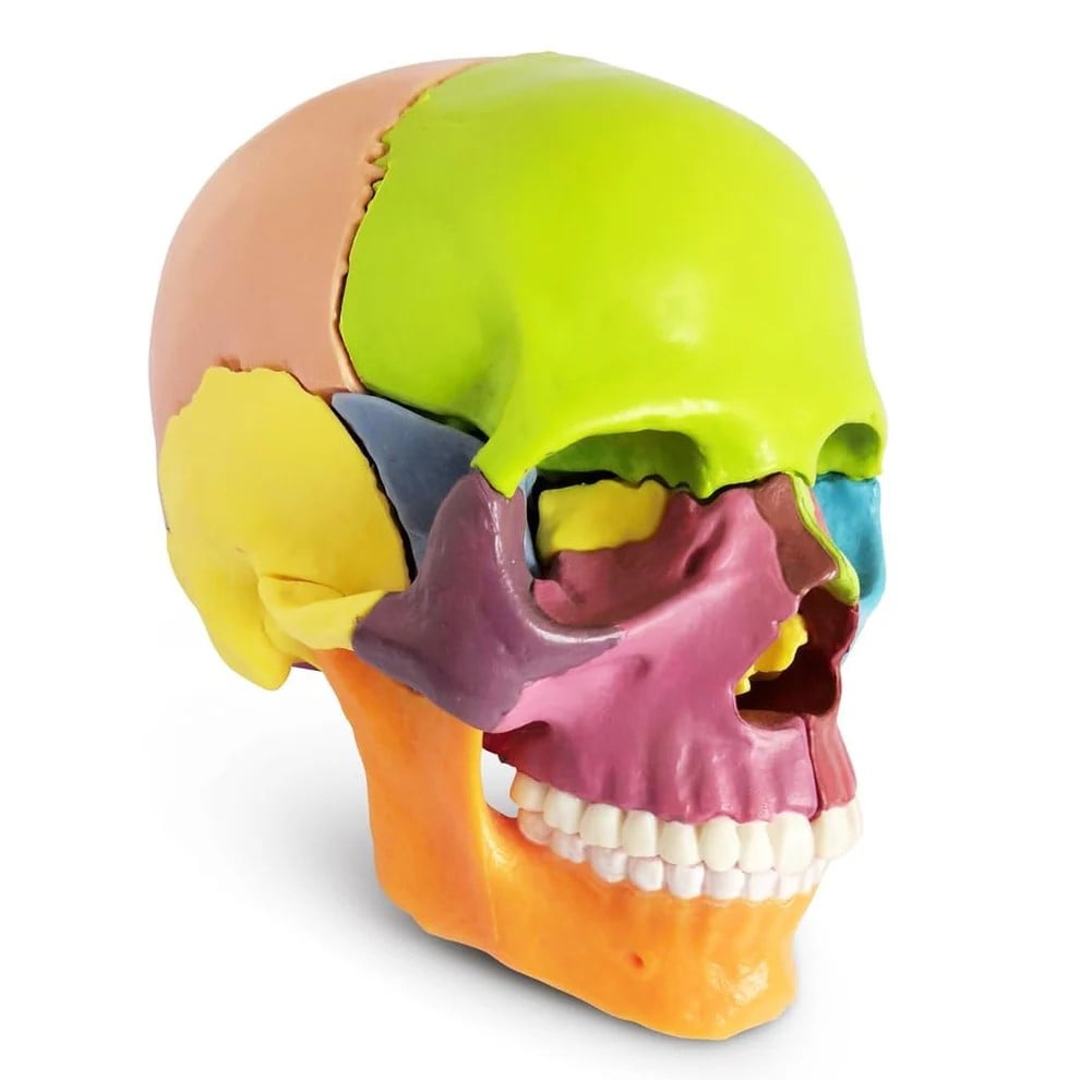 DS-60514 - Color-Coded Skull, Half Size, 15 Parts Color-Coded Skull, Half Size, 15 Parts