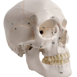 Numbered Human Skull with Painted Suture, Life Sizes, 3 Parts