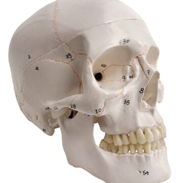 Numbered Human Skull with Painted Suture, Life Sizes, 3 Parts