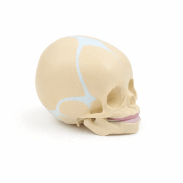 Infant Skull Model