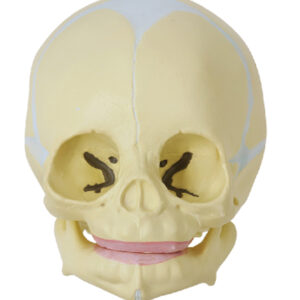 Infant Skull Model
