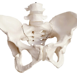 Femalel Pelvis with 4th and 5th Lumbar Vertebrae