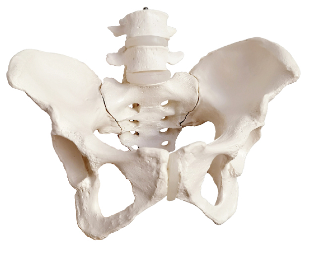DS-60581 - Femalel Pelvis with 4th and 5th Lumbar Vertebrae Femalel Pelvis with 4th and 5th Lumbar Vertebrae