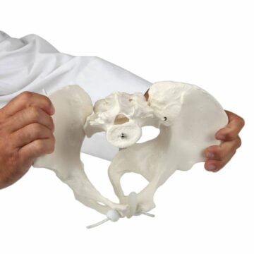 Female Pelvis on Elastic with 4th and 5th Lumbar Vertebrae