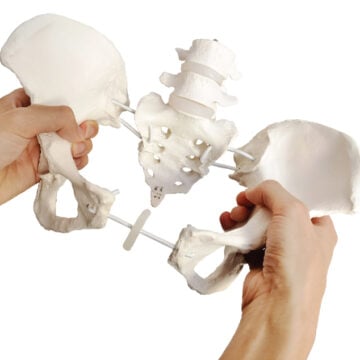 Female Pelvis on Elastic with 4th and 5th Lumbar Vertebrae