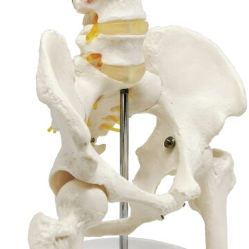 Male Pelvis with Lumbar Vertebrae (L1-L5) and Femur Heads