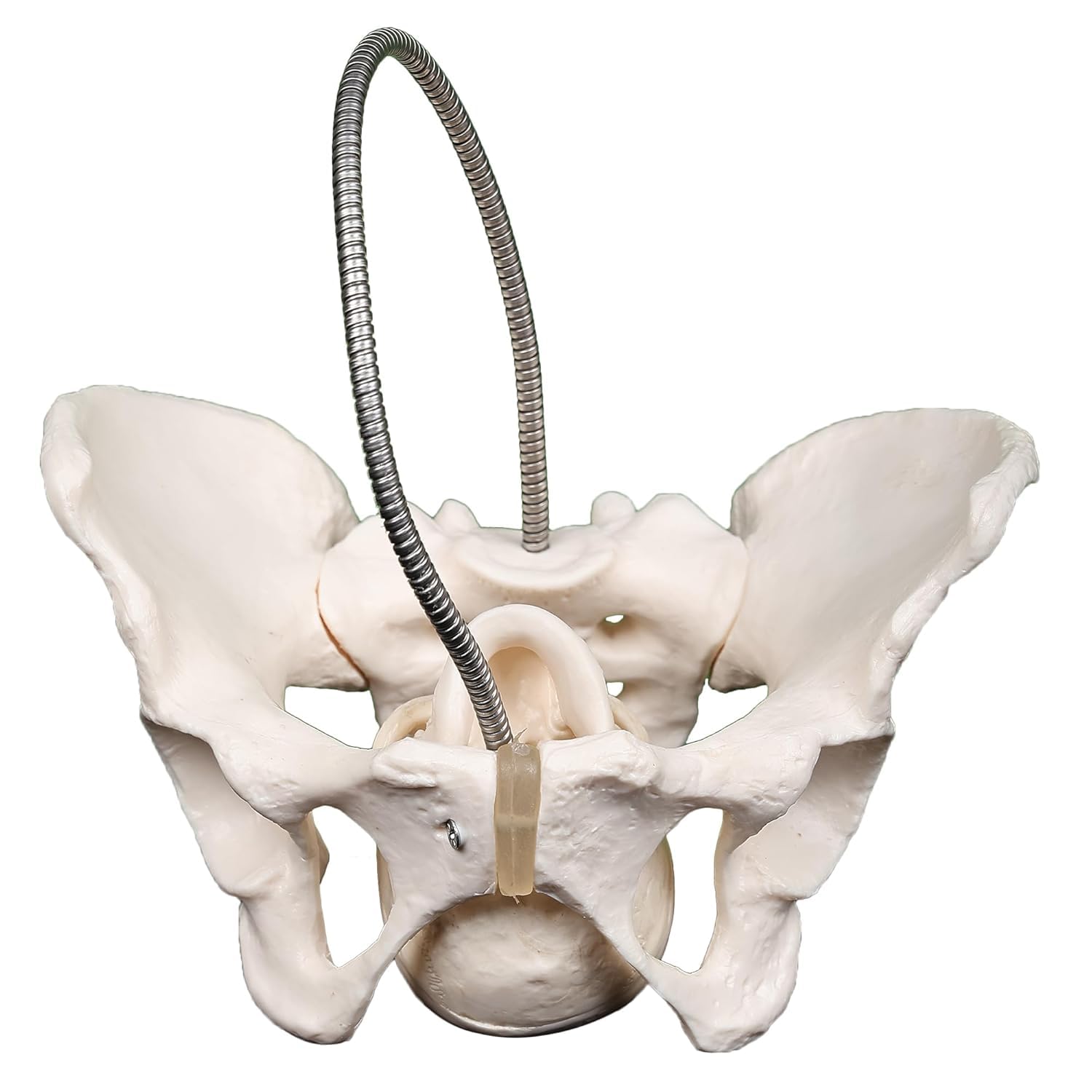 DS-60588 - Female Pelvis Model with Fetal Skull, Life Size Female Pelvis Model with Fetal Skull, Life Size