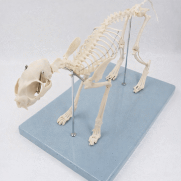 Cat Skeleton Model
