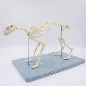 Cat Skeleton Model