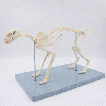 Cat Skeleton Model