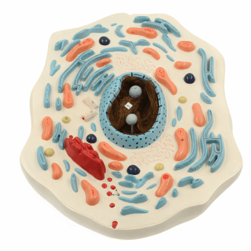 Animal Cell Model