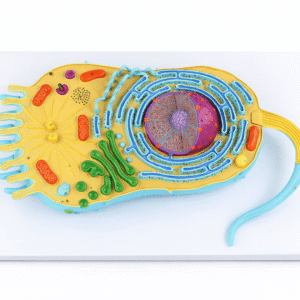 Advanced Animal Cell Model