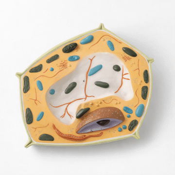 Plant Cell Model