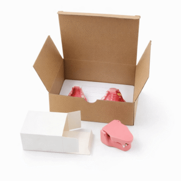 Cat Teeth Model