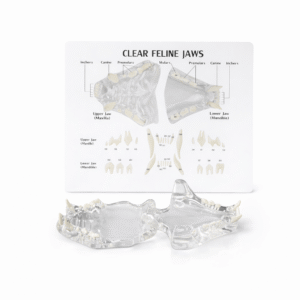 Transparent Cat Teeth Model