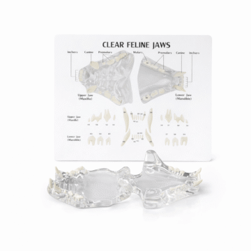 Transparent Cat Teeth Model