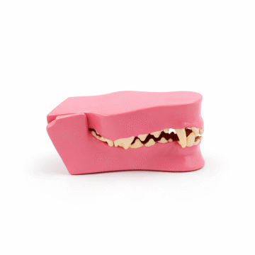Dog Teeth Model