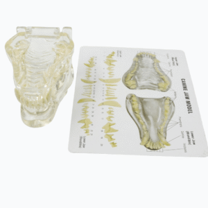 Transparent Dog Teeth Model